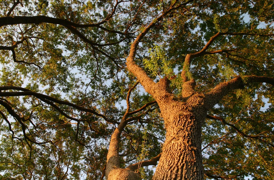 10 tips om te doen in de lente in Arnhem