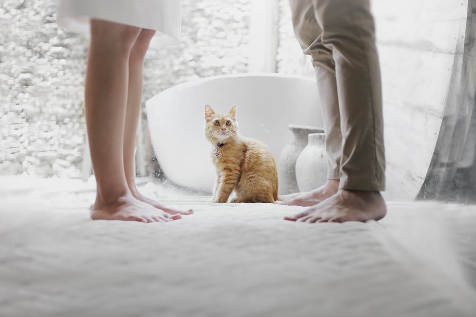 Badkamer kitten foto voor Badkamer zelf of laten kitten?